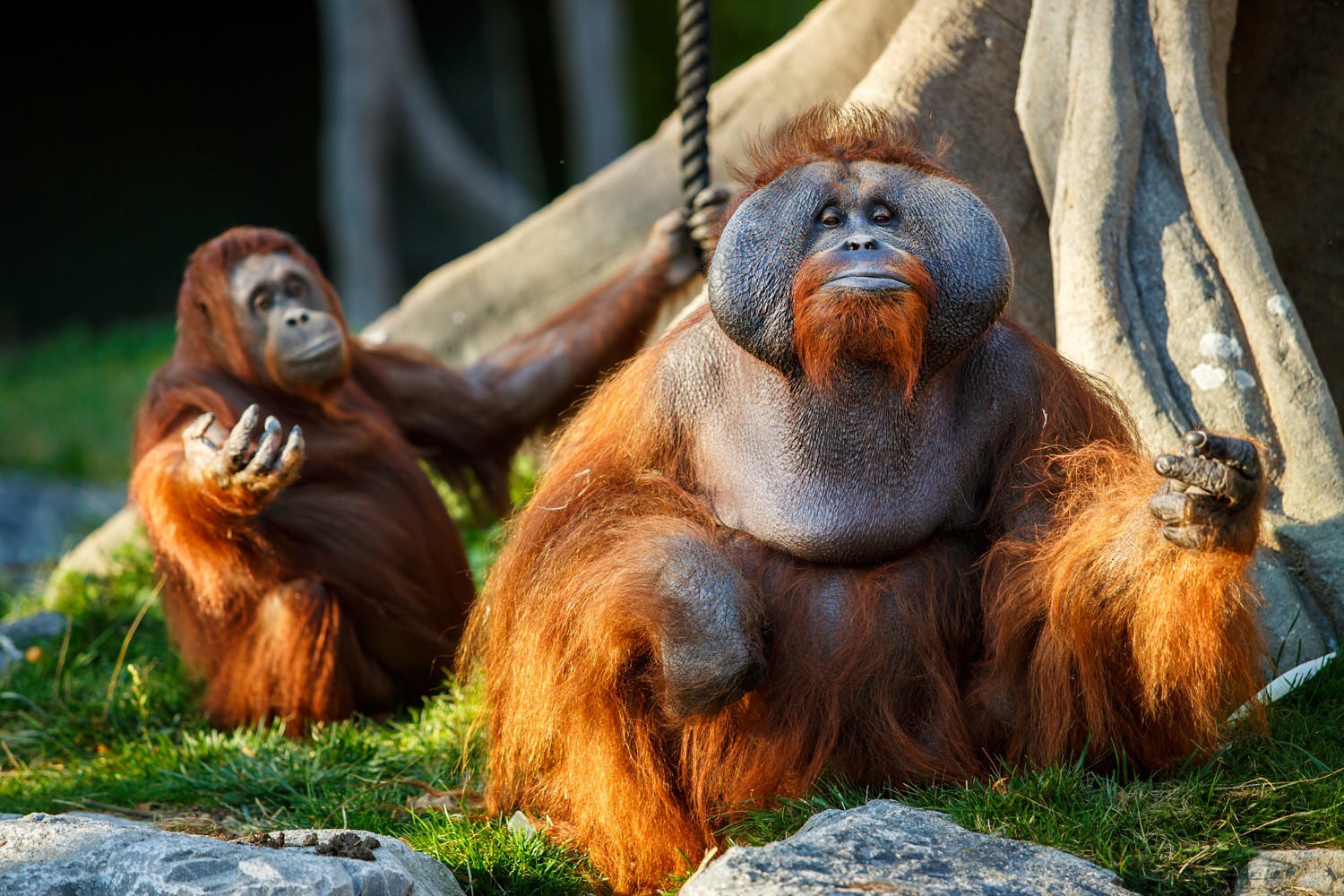 Dublin-Zoo-